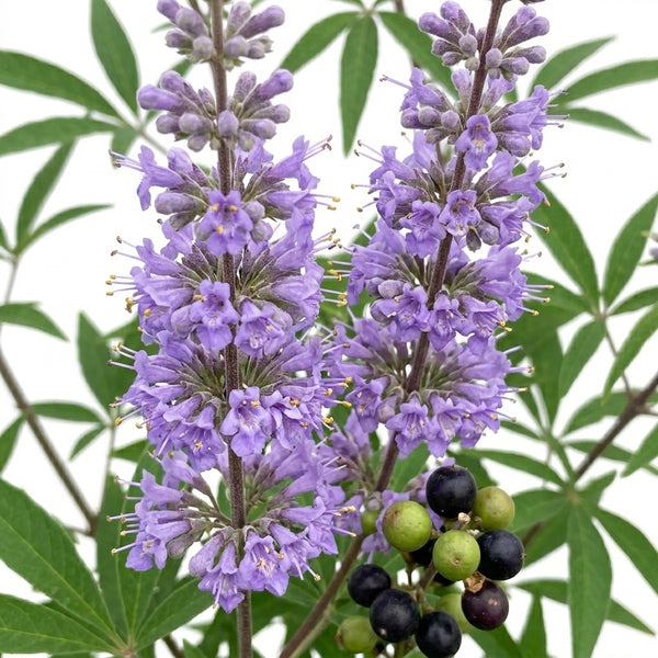 Vitex Agnus-Castus
