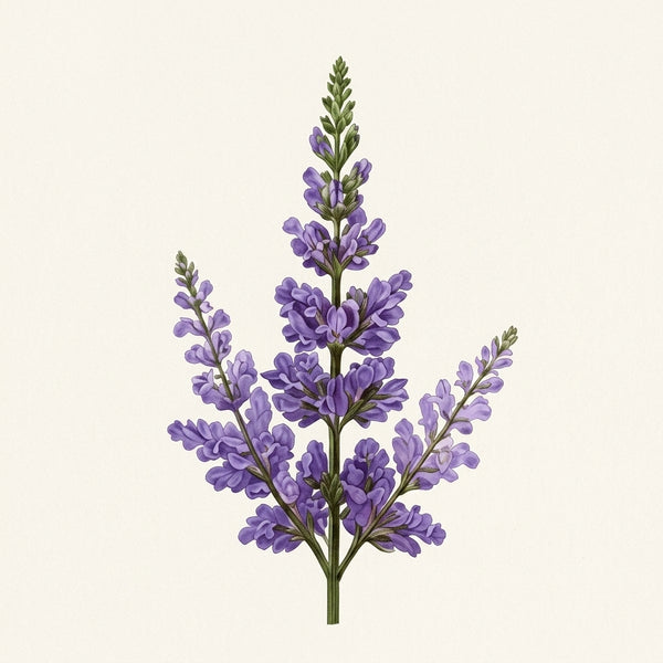 vitex agnus castus extract